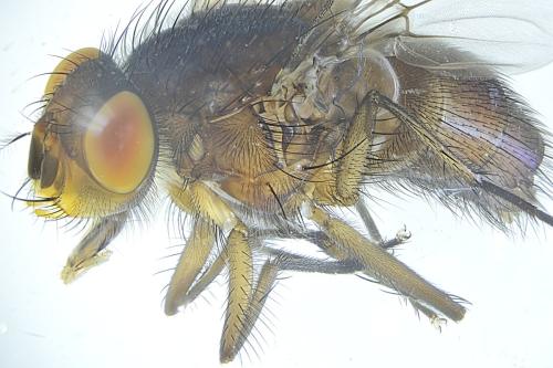 Pollenia sp.